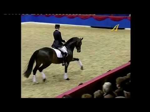 Sungold 2008 www.hengststation-ahlers.de