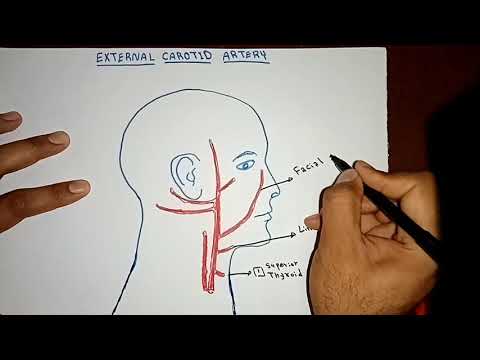 External Carotid Artery Branches By Ahmed Belhaj ✍️✍️