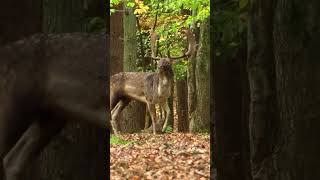 Der Schmalschaufler und Knieper XXL 🦌 von ⁨@hunterbrothersofficial⁩