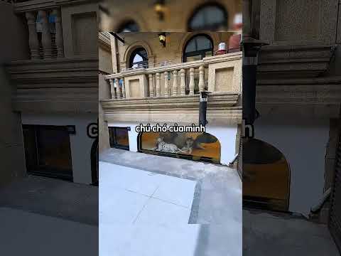 Chủ nhân ngủ trong nhà của những chú chó của mình 😍❤️😂😂 #shortsvideo