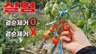 [실험결과]토마토 곁순제거 한경우/ 안한경우 수확량 비교.토마토 재배방법.