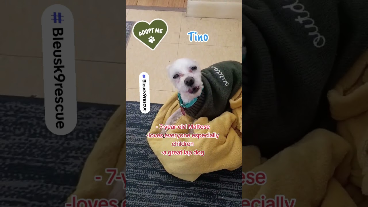Enlarge Tino, a ADOPTABLE Maltese in Maybrook, NY video 5/5