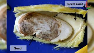 HOW TO GROW MANGO SEEDS BY EASY WAY || आंबा कसा लावायचा ||