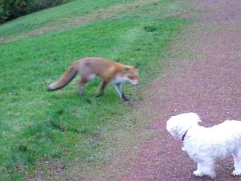 Spike meets Fox