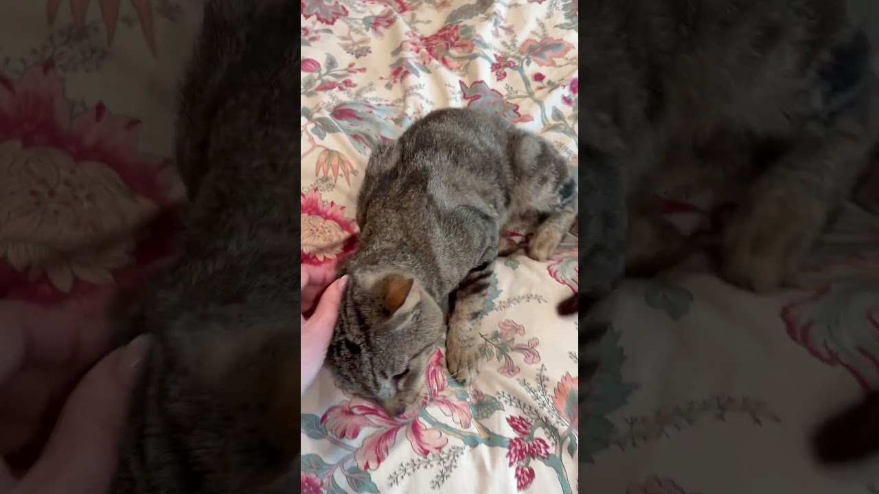 Play Yard Jon, a ADOPTABLE Tabby in Hilton Head Island, SC video 4/4