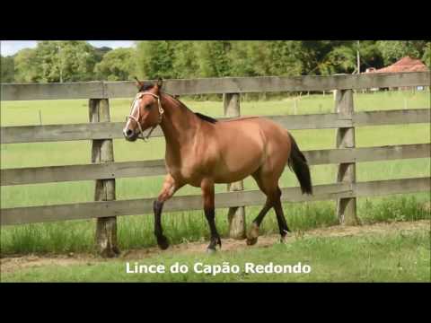 Lince do Capão Redondo
