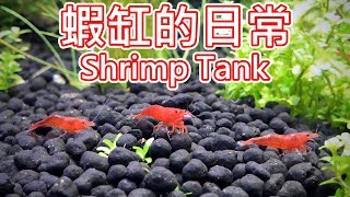 蝦缸的日常 Shrimp tank