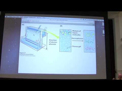 6.  Kevin Ahern's Biochemistry - Protein Purification I