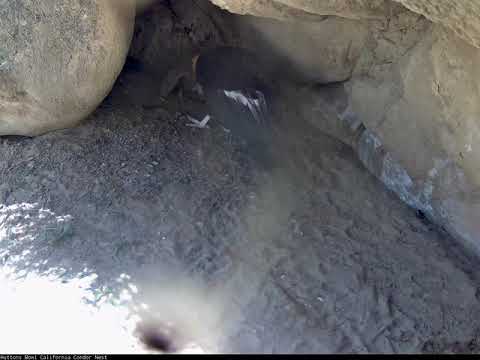 California Condor Female #289 Feeds Her Chick – May 7, 2018