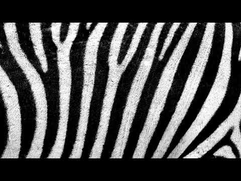 (FREE) SCARLXRD x Lil Pump Type Beat - "ZEBRA" Xxxtentacion Type Beat I Rap/Trap Instrumental