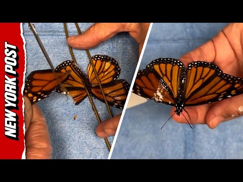 Watch a Monarch Butterfly's Amazing Wing Transplant Surgery - YouTube