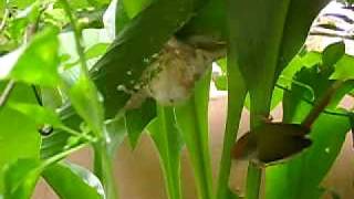 Birds Nest in our garden