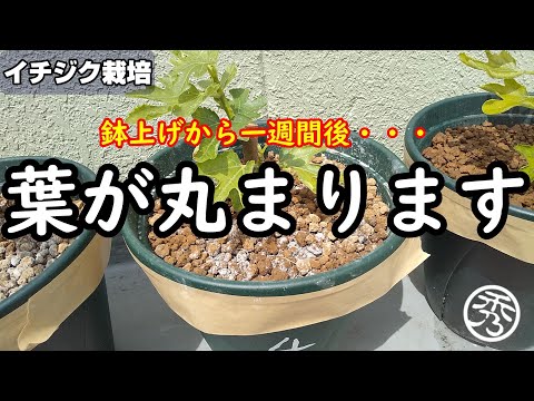 イチジクの葉カボチャ 植物