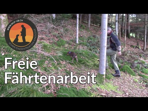 Freie Fährtenarbeit mit Hirschlauf - Welpenfernkurs Lektion 23 | Hundeschule U.B.