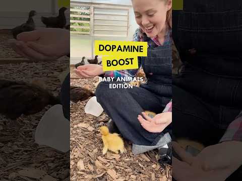 Cuteness Alert! These Baby Animals are Pure Dopamine ✨🐣 #mentalhealth