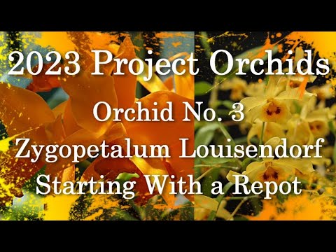 2023 Project Orchids - Zygopetalum Louisendorf
