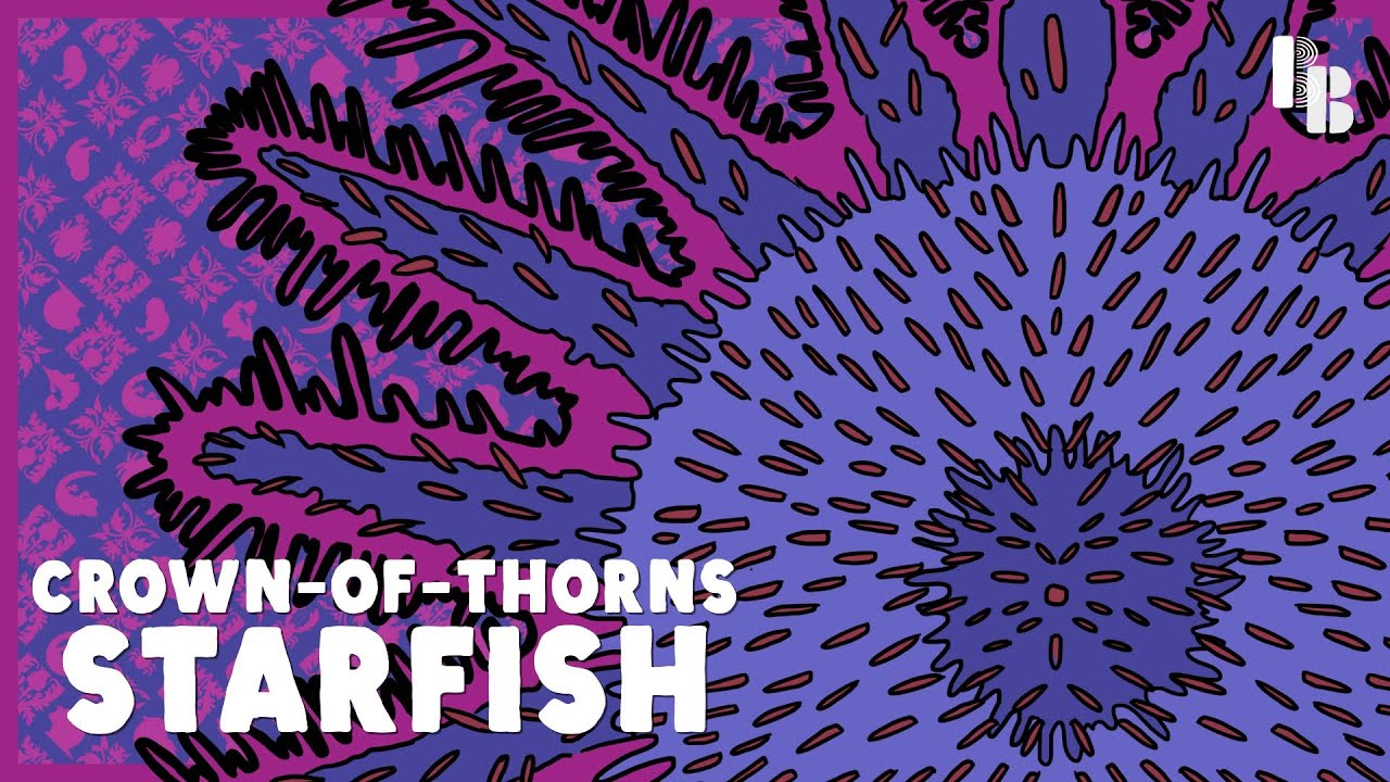 Scientists Built A Robot to Hunt This Starfish