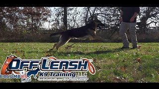 Best Dog Training in Columbus, Ohio! 18 Month Old German Shepherd, Onyx!