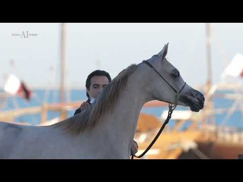 D RASEEL - (D Seraj x Elle Flamenca), 2021 Filly