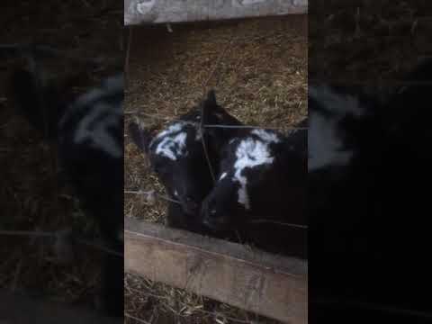 , title : 'Zwartble crossed with Texel lambs'