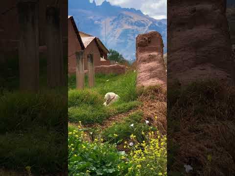 Just a moment in the sacred valley of Peru. #puppy #sacredvalley #peru #urubamba #cusco