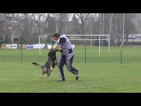 Svod NO 2017 - Charlie z Údolí Úpy