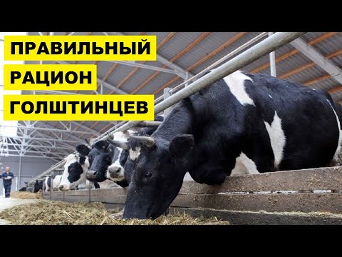 , title : 'Кормление голштинских коров | Способы откорма | Откорм КРС | Коровы | Голштинские коровы