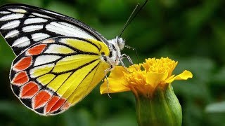 I Like Spring! Instrumental music video gameplay video by kvanhooser, 121:03 duration