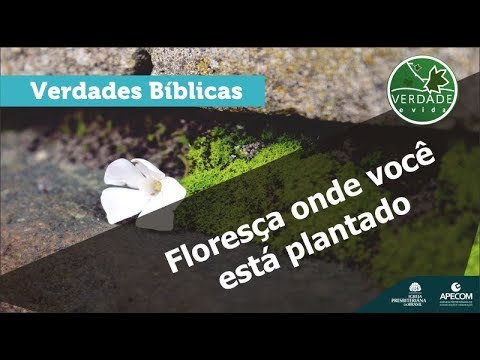 0635 - Bloom where you are planted