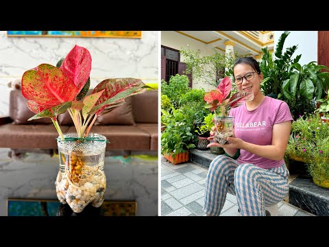 Maximize indoor space with plants and how to cool your living space effectively