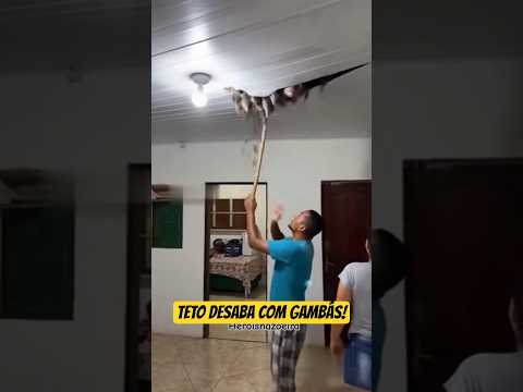 Família de Gambás despenca do teto na hora H! 😱