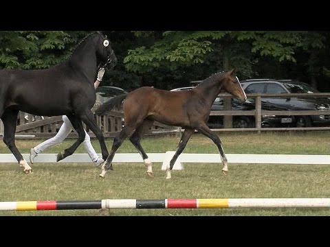 Stf v Fashion Maker x Sarkozy