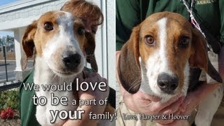 preview picture of video 'Meet brothers Harper & Hoover at Suffolk Animal Care'