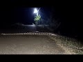 Big Python Ajgar King Cobra World Biggest Snake Dangerous Animal