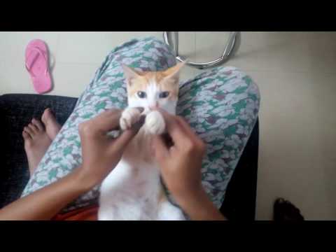 Cat dance Funny