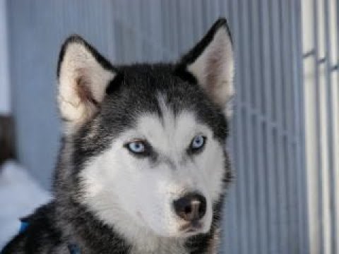 Huskies frei Haus: Teil 15 Tapio - die Coolness in Hund