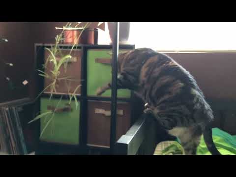 Playful Cats set to Gaelic Recorder Song- The Wifey’s Tale