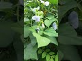 දඹල වවමු එකපාරයි පලදාව අවුරුදු ගනනාව�
