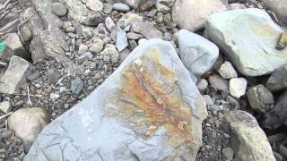 preview picture of video 'Fossil Plant found in Gilboa NY'