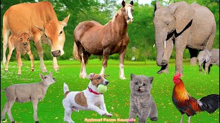 Farm Animal Life: Puppy, Chicken, Rabbit, Horse, Duckling, Cat, Sheep, Cow – Animal Sounds