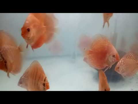 Aquarium 3" discus fish for sale at joes aqua world mumbai 9833898901