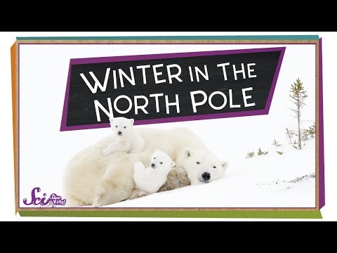 Winter at the North Pole!