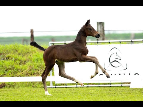 Van Olst Sales Online Kazan