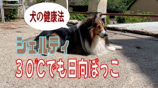 シェルティ】３０℃でも日向ぼっこ【フランス田舎暮らし🇫🇷】#犬の散歩 #賢い犬 #犬のいる暮らし #マイペースな犬