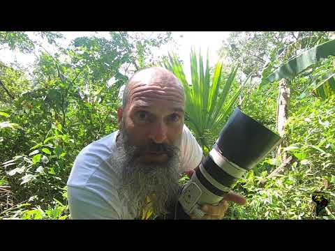 Vedran Bađun objašnjava kako fotografirati majmune u džungli.