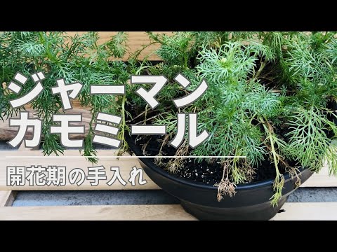 カーペット カモミール、コーカサス カーペット カモミール 植物