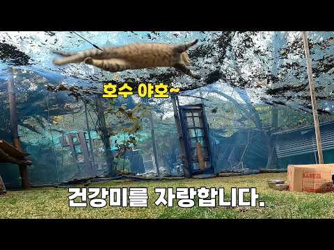 포동포동 살이 오른 신부전 고양이, 요즘 날아다녀요.