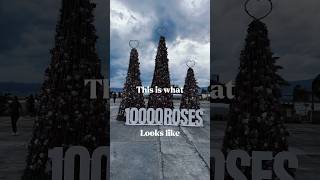 THIS is what 10,000 roses look like | Cebu, Philippines #10000roses #philippines #flowers #roses