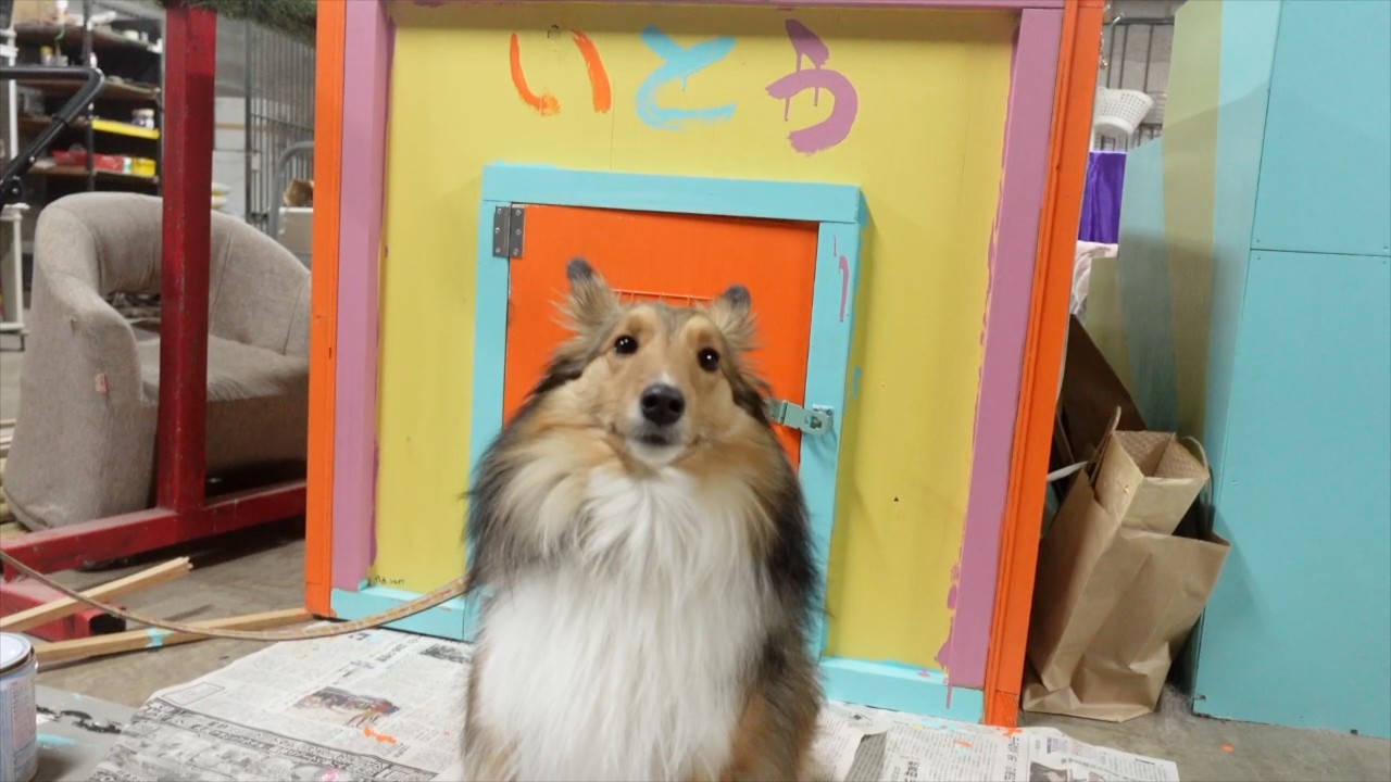 後輩の担当犬の家がいつの間にかカラフルになっていたらどんなリアクションする？