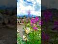 Flowers Blooming On The PEAK Of A Mountain Travel Adventure Wildflowers Mountain Explorer